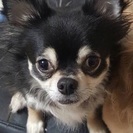 大事に飼って頂ける方探してます‼︎