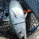 オフショア釣り仲間募集