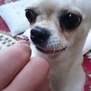 チワワの里親さん募集中！！！