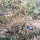 戸建ての草刈り