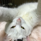 人懐こくてフレンドリー　６歳　新生活は、ジンくんと