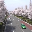 国立でお花見やりましょう！【日時確定4/5(水)14時〜16時】...