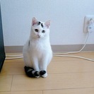 もらってください　生後6～7か月雄
