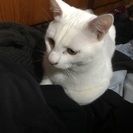 子猫の里親さんを募集します。