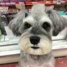 ☆.。.:*・トリマーさん募集中【津高店】☆.。.:*・の画像