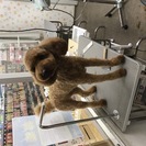 ☆.。.:*・トリマーさん募集中【津高店】☆.。.:*・の画像