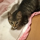 猫の里親募集！ - 奈良市