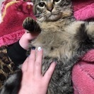 猫の里親募集！