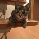 猫の里親募集！ - 里親募集