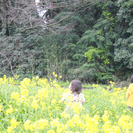 菜の花まつり