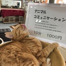 4月★アニマルコミニケーション＆マヤ暦★