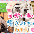 【男性からも女性からも大人気イベント】4/16(日)マザー牧場で...