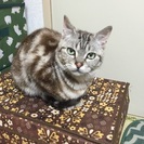 飼い猫が脱走してしまいました… - 成田市