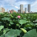 2017年7月16日㈰うえの夏まつり　上野公園水上音楽堂イベント...