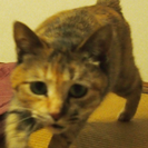 猫が行方不明です
