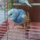 インコ