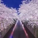 目黒川のお花見に行きませんか🌸