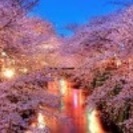 目黒川のお花見に行きませんか🌸 - 目黒区