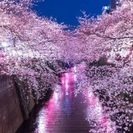 目黒川のお花見に行きませんか🌸 - 友達