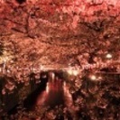 目黒川のお花見に行きませんか🌸 − 東京都