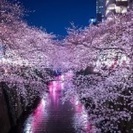 目黒川のお花見に行きませんか🌸 - メンバー募集