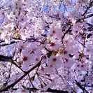 【現在40名】♡3/26(日)お花見BBQin荒子川公園♡ - 名古屋市