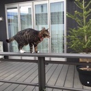 迷子猫