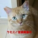 泣き顔のいじめられっ子の画像