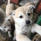 生後2ヶ月 茶 オス ヤンチャです 2匹