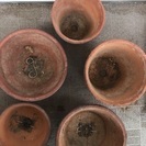 植木鉢　5点　盆栽　素焼きの画像