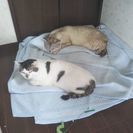 ブラウンタビー×ホワイト柄の餅みたいなネコ − 東京都
