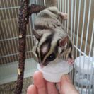 モモンガ飼ってくれる人探しています