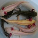 ウーパールーパー  (1歳)の画像