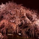 3/29(水)六義園「しだれ桜と大名庭園のライトアップ」