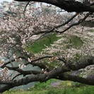 4月2日 おしゃれなカフェでお花見しませんか？