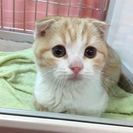 ☆.。.:*・トリマーさん募集【杭瀬店】☆.。.:*・の画像
