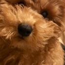 犬友♡ - 荒川区