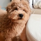 犬友♡