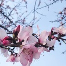 4/1(土)【桜 de お茶会】in明石公園