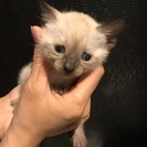 里親募集中☆1ヶ月☆オス猫
