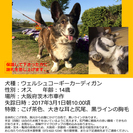 【迷子犬】焦げ茶色コーギー探しています