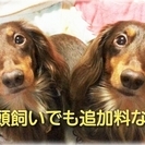 ★ペットシッター★（犬・猫・小動物・お花） - ペット