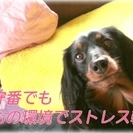 ★ペットシッター★（犬・猫・小動物・お花） - 大仙市