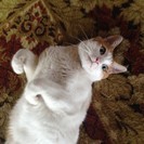 ★ペットシッター★（犬・猫・小動物・お花） − 秋田県