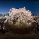 4月1日  ライトアップお花見シーズン！落ち着いた雰囲気の中で出...
