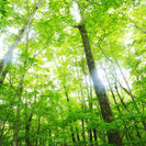 4月8日  20代限定！お花見しながら絶景を楽しむ！奥多摩森林浴...