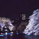4月8日  夜桜！都会の喧騒を抜けてのんびりパワースポット巡り！...