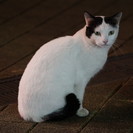 カメラ、写真、動画、動物などが趣味の方！年齢、性別不問！フルサイ...