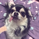 犬友募集