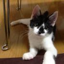片足のない猫　もうすぐ3才の画像